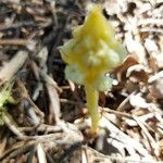 Orobanche crenata Flor