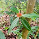 Psychotria elata Цвят