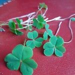 Oxalis dillenii Yaprak