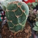 Opuntia zebrina Leaf
