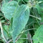 Stachys sylvatica Φύλλο