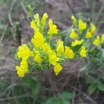 Linaria angustissimaFleur