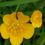 Ranunculus acris Flor