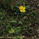 Ranunculus spicatus Celota