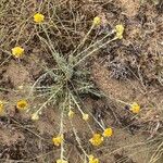 Helichrysum arenariumFleur