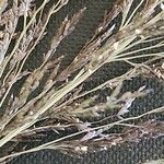 Eragrostis cylindriflora Fiore