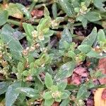 Polygonum arenastrum Кветка