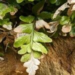 Asplenium marinum Leaf