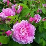 Rosa centifolia Цветок