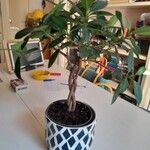 Ficus microcarpa List