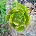 Aeonium glutinosum Blatt