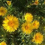 Inula ensifolia 花