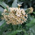 Cestrum parqui ফুল