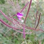 Epilobium angustifoliumKvět