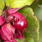 Leycesteria formosaFruit