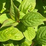 Syringa josikaea Leaf