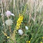 Agrimonia eupatoriaFlower