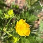 Potentilla gracilis ᱵᱟᱦᱟ