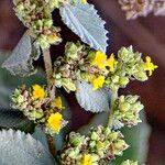 Waltheria ovata Flower