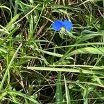 Commelina erectaŽiedas