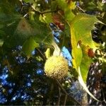 Platanus x hispanica फल