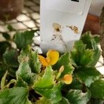 Begonia prismatocarpa 花