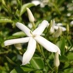 Jasminum grandiflorumKvet