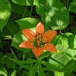 Lilium philadelphicum ফুল