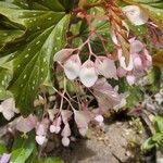 Begonia aconitifoliaFlors