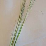 Heteropogon contortus Hoja