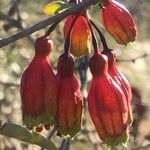 Crinodendron patagua Fiore