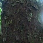 Vantanea guianensis Кора