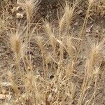 Hordeum murinumبرگ