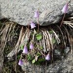 Soldanella alpina Habitus