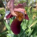 Iris x germanica ফুল