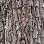 Quercus cerris Bark