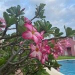 Adenium multiflorumBlomma