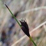 Schoenus nigricans Frucht