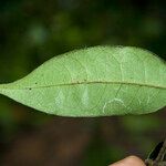 Eugenia armeniaca Leaf
