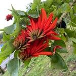 Erythrina lysistemon Flower