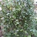 Pereskia aculeata عادت داشتن