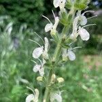 Salvia austriaca പുഷ്പം