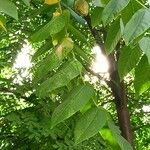 Juglans mandshurica पत्ता