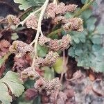 Asplenium ruta-muraria Fruit