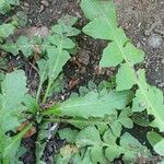 Capsella bursa-pastoris Leaf