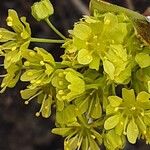 Acer platanoides Цвят