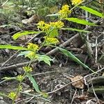 Solidago caesia Цвят