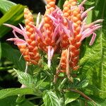 Aphelandra sinclairiana Flower