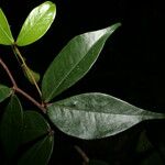 Cynometra hostmanniana Leaf