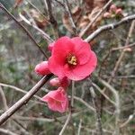 Chaenomeles japonica Çiçek